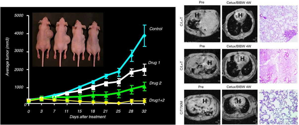 (left) Four nude mice superimposed on line graph and (right) MRIs of tumors in mice