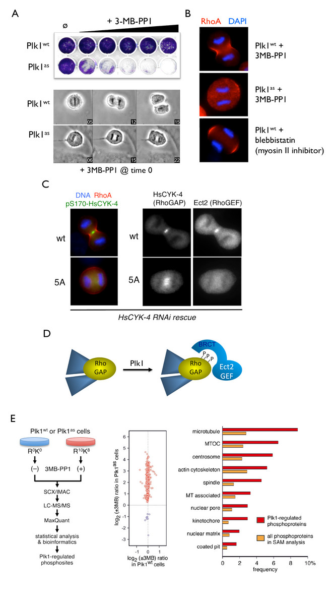 Exploiting chemical genetics for functional analysis of mitotic kinases and substrate discovery.  A, Selective inhibition of analog-sensitive (as) Plk1 using the bulky purine analog 3MB-PP1.  B,  Acute inhibition of Plk1-as at the metaphase/anaphase transition prevents equatorial RhoA GTPase activation and initiation of cytokinesis (Burkard et al., PNAS (2007)).  C-D, Plk1 phosphorylates a spindle midzone-specific RhoGAP to create a docking site for the RhoGEF Ect2 (Burkard et al., PLoS Biology (2009)).  E, High-confidence discovery of novel Plk1 substrates through chemical genetics and quantitative phosphoproteomics (Oppermann et al., Mol Cell Proteomics (2012)).