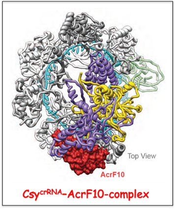 Topology of the type I CRISPR Cascade complexes and targeting by anti-CRISPR proteins