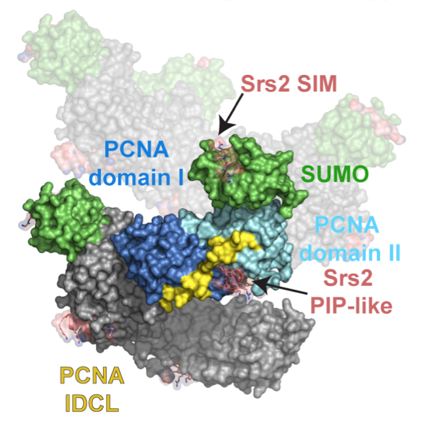 Recognition of SUMO-PCNA by the Srs2 helicase