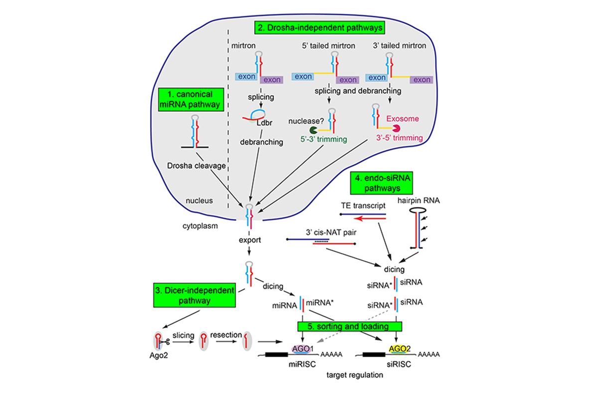 Figure 1. Complexity of small RNA processing and loading pathways. This schematic includes the canonical Drosha-Dicer-Ago miRNA pathway, but includes also a variety of alternative miRNA biogenesis pathways, including Drosha-independent and Dicer-independent strategies. Moreover, the existence of endo-siRNA pathways in species such as Drosophila necessitates strict loading pathways to ensure that different Argonaute effector proteins associate with appropriate small RNAs.