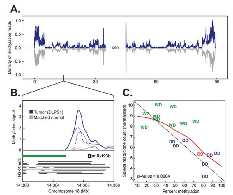 Pictured: miR-193b methylation figure