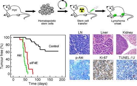 Modeling Tumor Genetics &Treatment Response