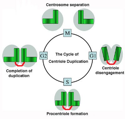 Cycle of Centriole Duplication