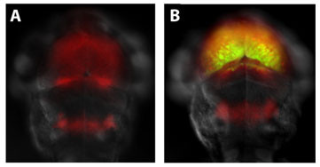 Dorsal views of 3dp zebrafish larvae