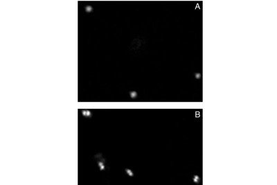 Figure 9: Dumbbell-Shaped Nucleoids are Intermediates of Chromosome Segregation