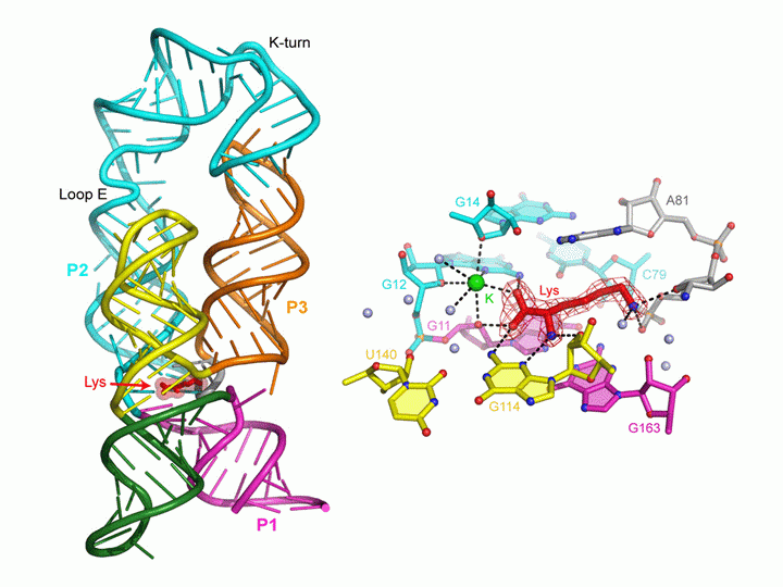 Lysine Riboswitch