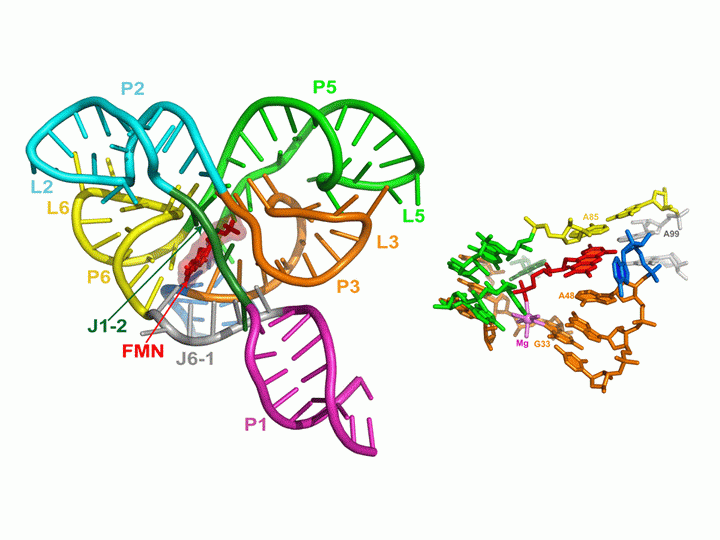 Flavin Mononucleotide Riboswitch