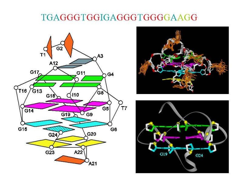 G-Quadruplexes formed by c-myc Oncogenic Promotor Sequences