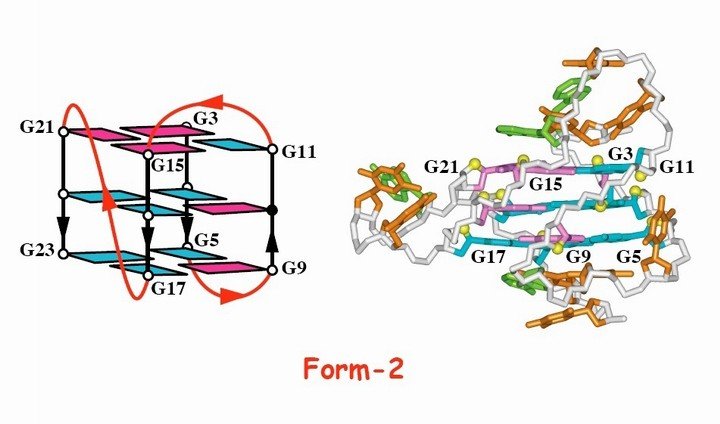 Four-Repeat Human Telomere forms (3+1) G-Quadruplex in K+ solution