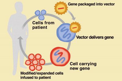 Pictured: Cell Engineering Therapy