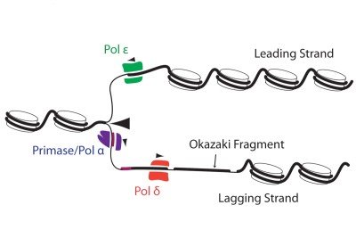 Figure 3: DNA replication
