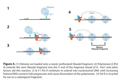 Figure 4: Model for Okazaki fragment processing
