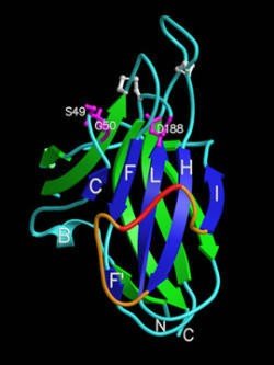 Structure of the ligand-binding domain of receptor tyrosine kinase EphB2