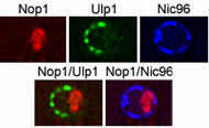 Ulp1 exhibits biased localization at the nuclear envelope