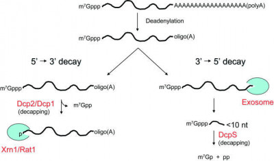 Deadenylation-dependent RNA decay in eukaryotes
