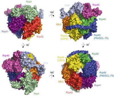 Structure of the human 9-subunit exosome