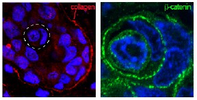 Cell-in-Cell Structures