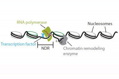 Figure 1: Chromatin structure at the 5’ end of a typical gene