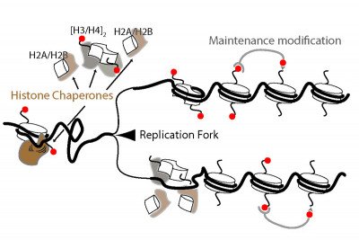 Figure 2: Replicating chromatin 