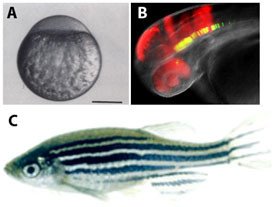 Zebrafish