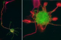 Pictured: Neurons