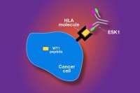 Pictured: ESK1 Monoclonal Antibody