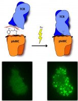 Schematic of the Photoactivation Process