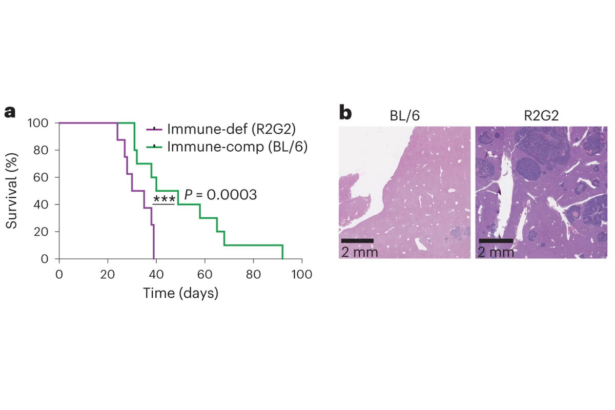 Figure 1. The ability to induce tumors via EPO-GEMMs allow rapid testing of the influence of genetic background on cancers. Here, in EPO-GEMM models of gastric cancer, immune-deficient R2G2 mice, compared with wild-type mice, showed more rapid death (a) and larger numbers of metastases (b), establishing a role for the immune system in limiting metastasis of these tumors (16).