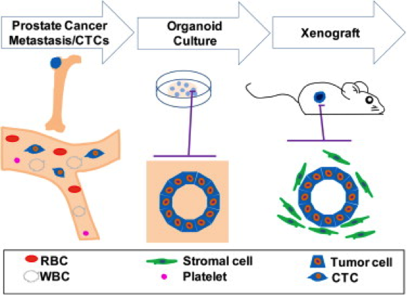 personalized cancer treatment diagram