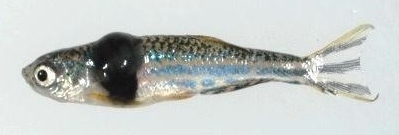 zebrafish model of melanoma