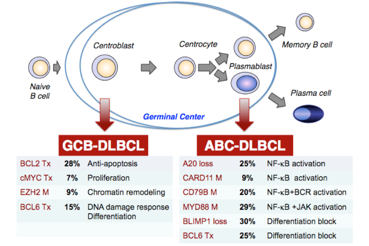 Diagram showing a B cell progressing through development (from left to right) eventually into memory B cell or plasma cell. Below is listed different genetic mutations that can turn cells cancerous at various stages of development.