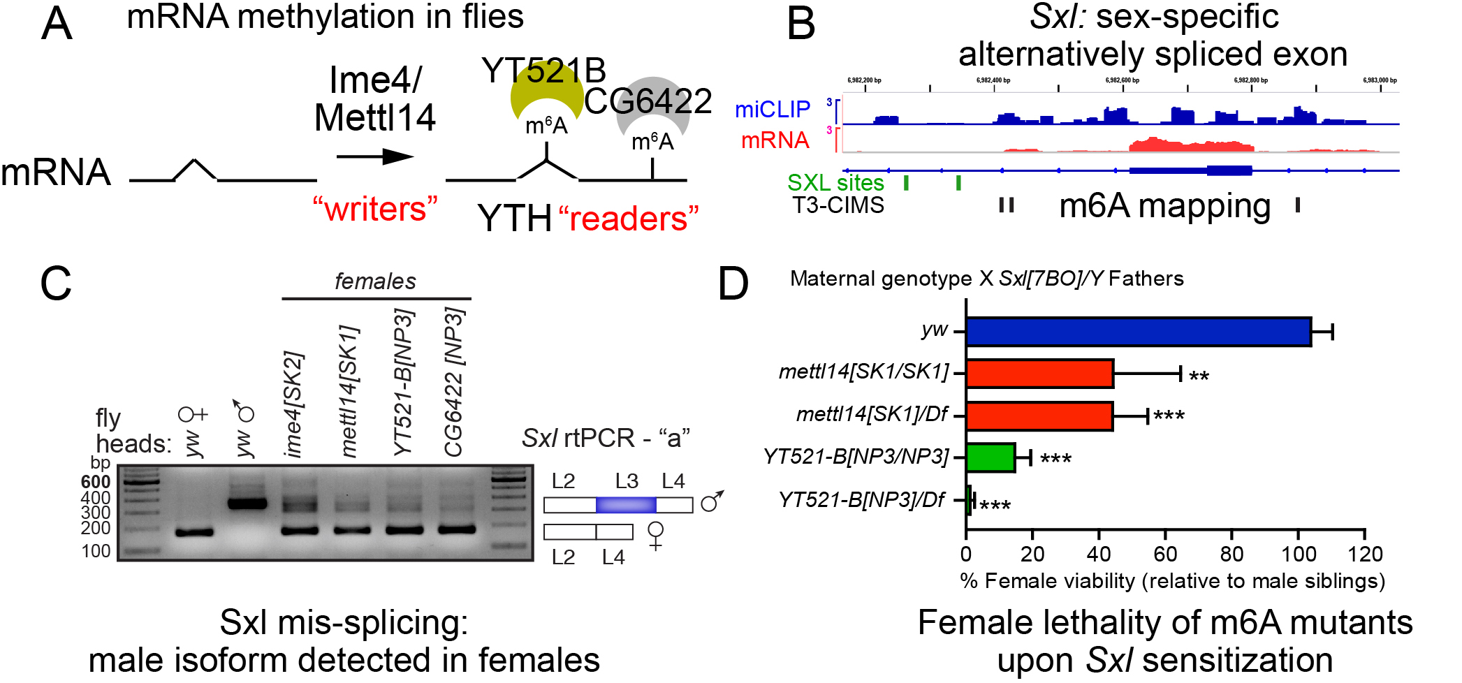 Figure 3. Drosophila m6A pathway. (A) m6A writers and readers. (B) Mapping of m6A modifications (miCLIP track) relative to mRNA-seq identifies extensive modification in the intronic regions (CIMS, nt-precision m6A sites) flanking the sex-specifically alternatively spliced exon of Sxl, the master female determinant. (C) rt-PCR tests reveal accumulation of the male isoform of Sxl in various m6A mutant females. (D) m6A mutant females exhibit lethality when made heterozygous for Sxl, indicating failure of the Sxl autoregulatory program. 