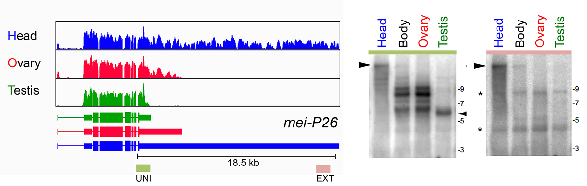 Figure 1. Tissue specific APA of mei-P26. (Left) The mei-P26 gene exhibits an extraordinarily extended 3'UTR in the CNS of 18.5kb, the longest documented in Drosophila, an intermediate length 3'UTR in ovary, and a short 3'UTR in testi. (Right) Northern blotting using universal (uni) and extension (ext) probes confirms that the RNA-seq signals correspond to full-length transcripts in the head (arrowhead). 