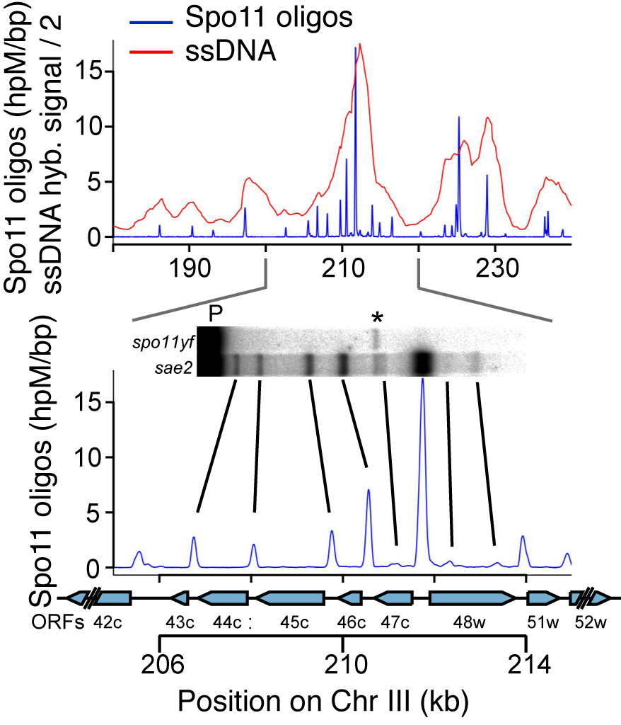 Spo11-oligo mapping