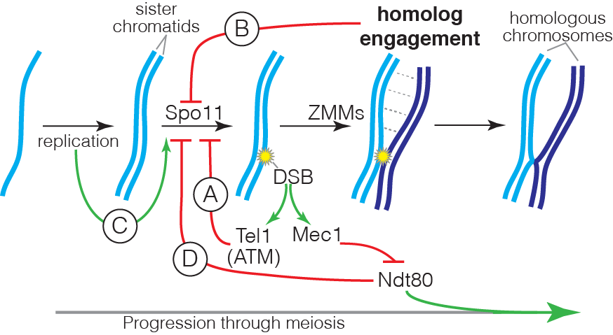 Regulatory circuits controlling DSB formation