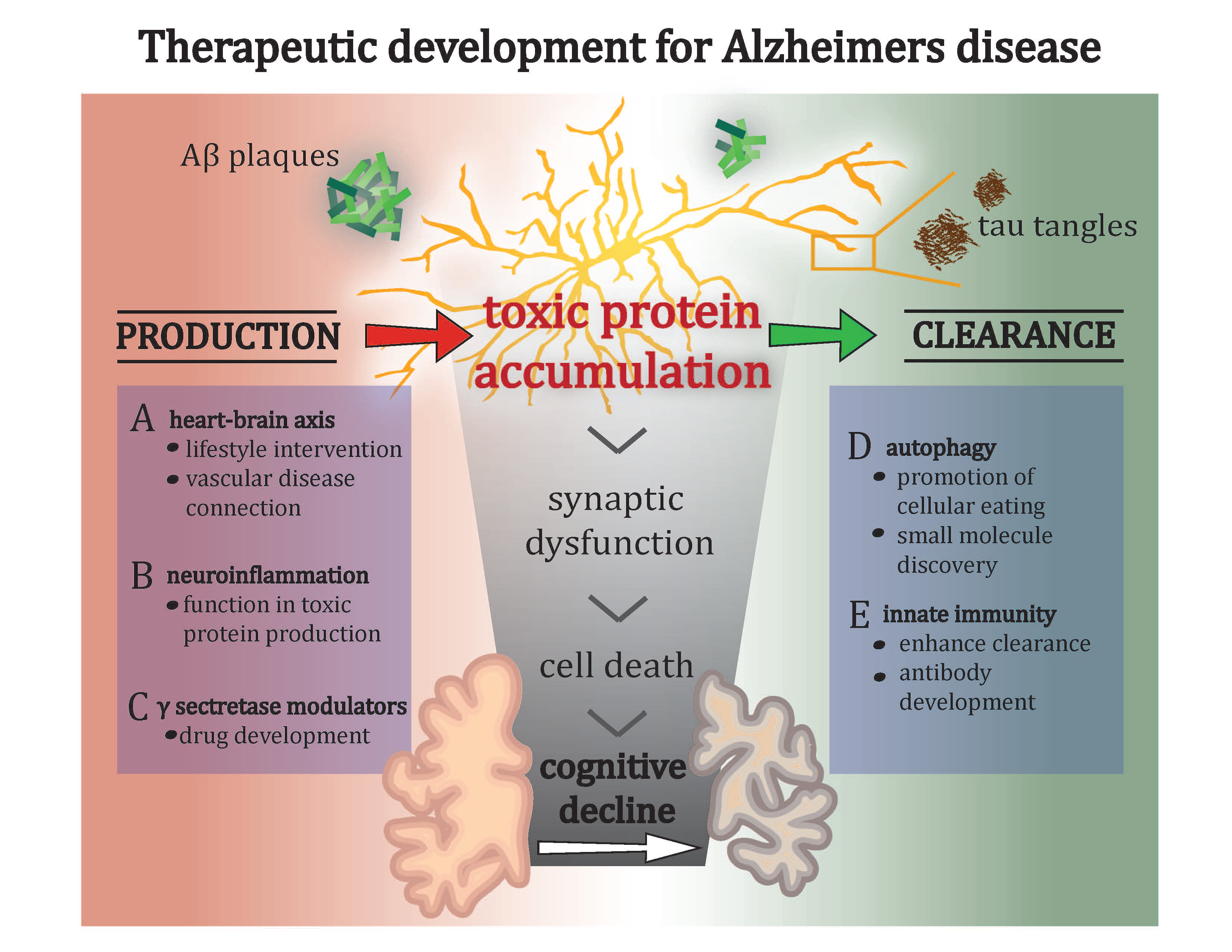 Theraputic Development for Alzheimers Disease
