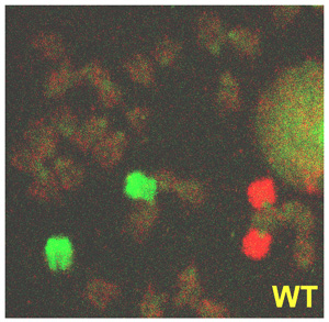 Post-doctoral fellow Christine Richardson has demonstrated that mouse chromosomes 17 (red) and 14 (green) can be induced to recombine with each other when a double-strand break is introduced into one of them.