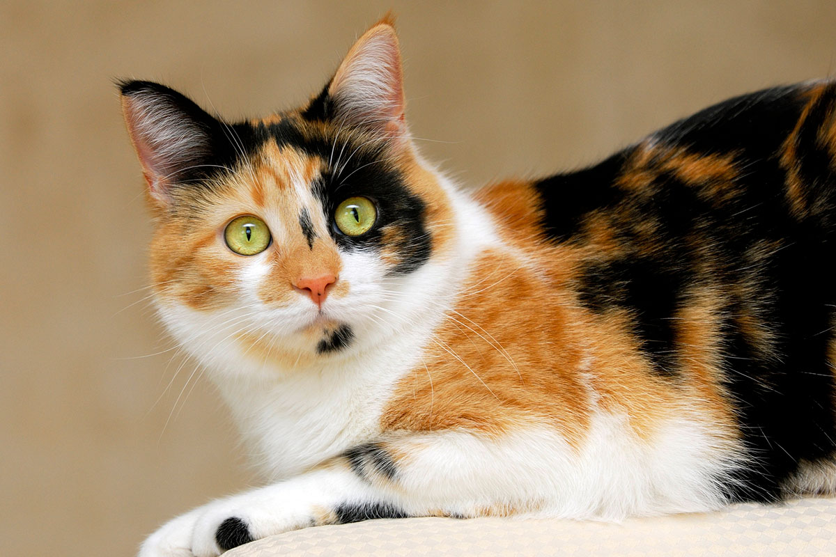 Calico cat