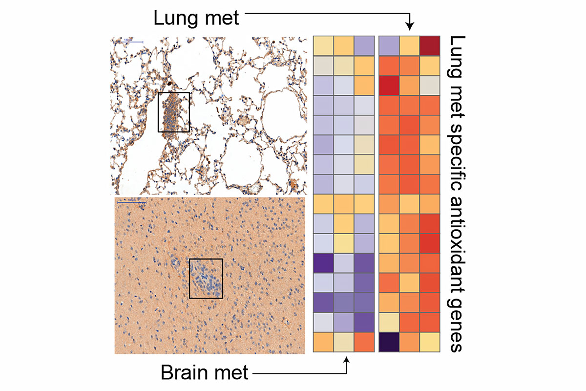 Scientific image