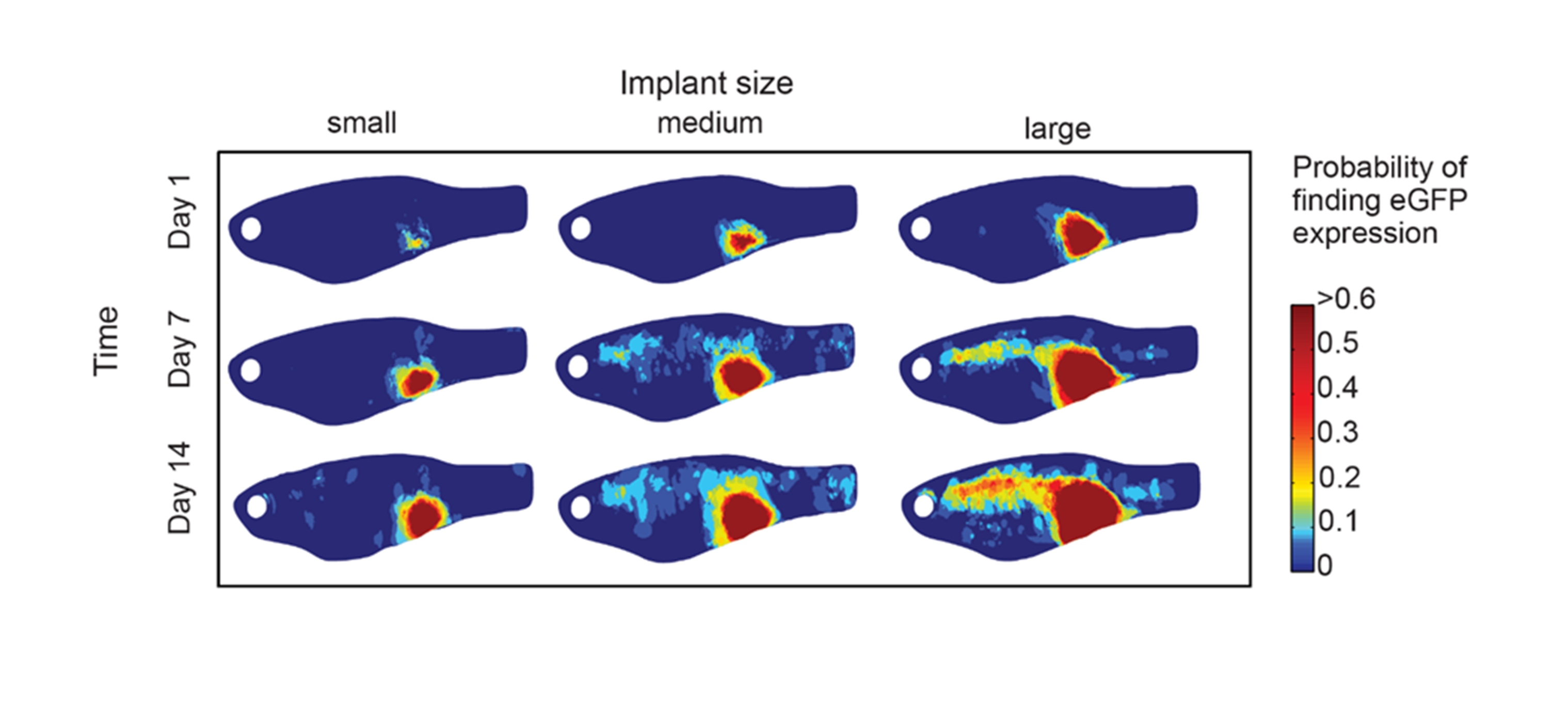 Advances in zebrafish imaging