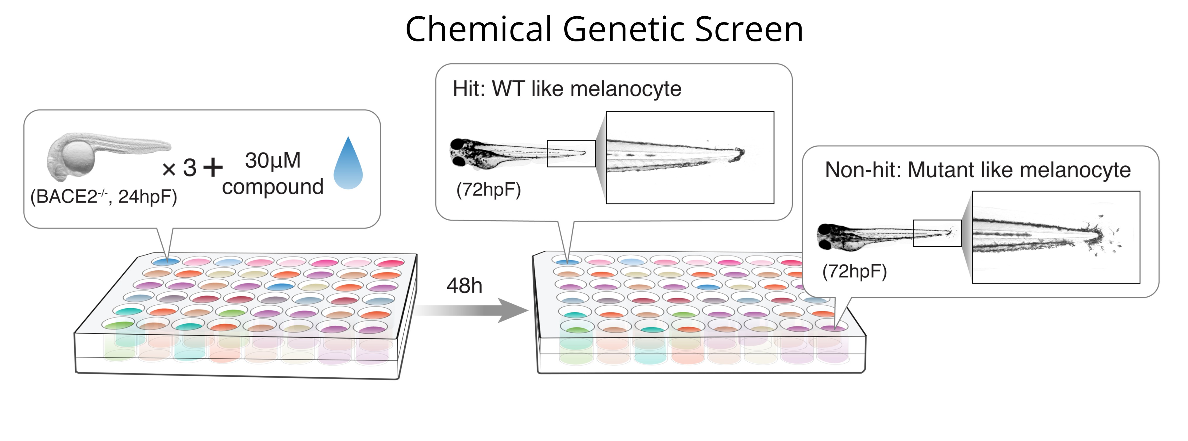 Chemical Genetic Screen