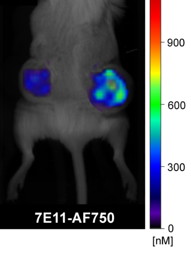 Imaging therapy efficacy