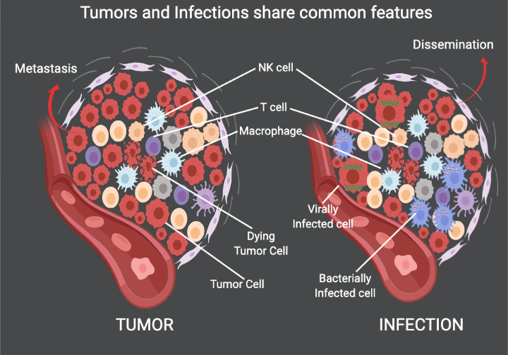 Tumors and chronic infections share common features
