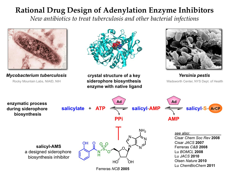 Rational drug design of sulfonyladenosine inhibitors of adenylation enzymes