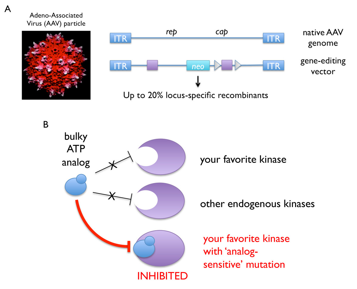 Genome editing and chemical genetics in human cells.  A, Adeno-associated virus (AAV) vectors are used to deliver ssDNA directly to the nucleus, which can then engage the homologous recombination machinery to effect gene targeting at high efficiency (Berdougo et al., Methods Mol Biol (2009)).  B, Mutation of a size-selective gatekeeper residue renders most kinases susceptible to allele-specific inhibition with bulky ATP analogs.