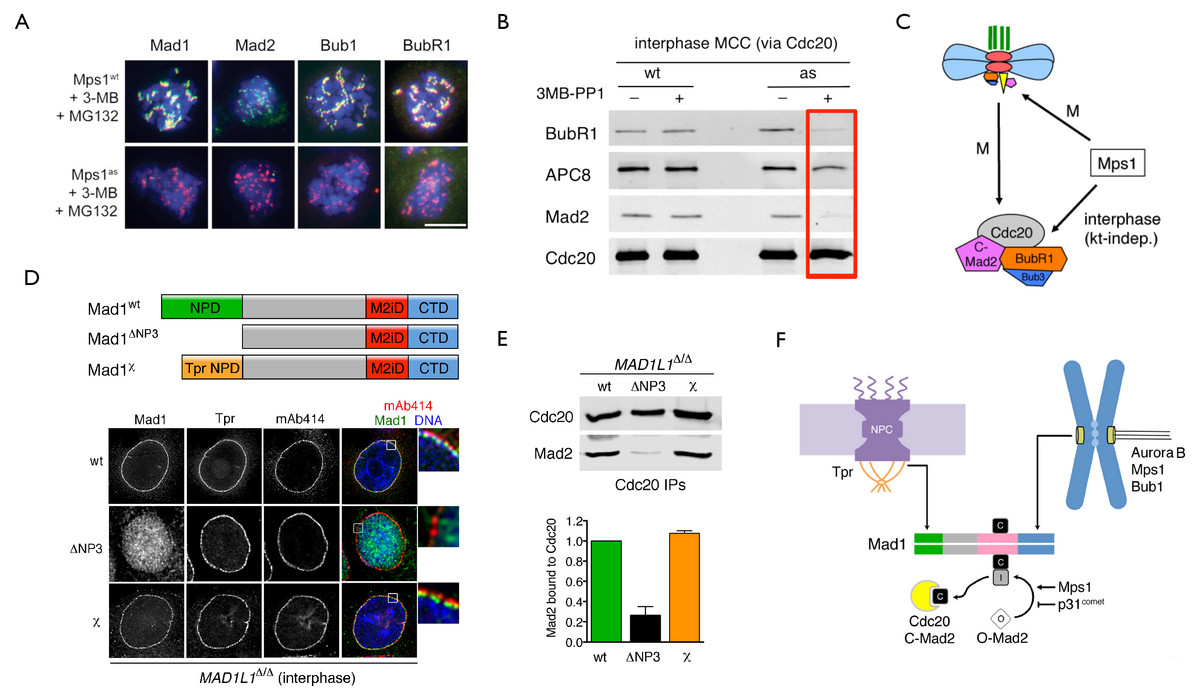 Mps1 and nuclear pore-associated Mad1-Mad2 complexes direct the premitotic assembly of an anaphase inhibitor.  A, Mps1 is required for the recruitment and maintenance of SAC mediators at unattached kinetochores.  B, Mps1 is required for MCC assembly in interphase.  C, Both interphase and mitotic MCC assembly pathways depend on Mps1.  D-E, Native or artificial tethering of Mad1-Mad2 to nuclear pores is sufficient to drive interphase MCC assembly.  F, Model for NPC- and kinetochore-dependent MCC assembly pathways (Rodriguez-Bravo et al., Cell (2014)).
