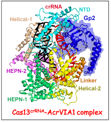 Anti-CRISPR protein targeting type VI CRISPR-Cas complex