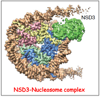 Nucleosomal H3K36 methylation by NSD methyltransferase