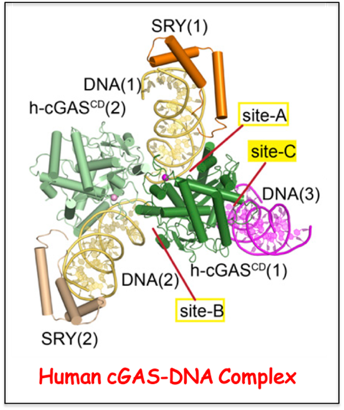 An additional DNA-binding Interface on cGAS contributing to liquid-phase condensation